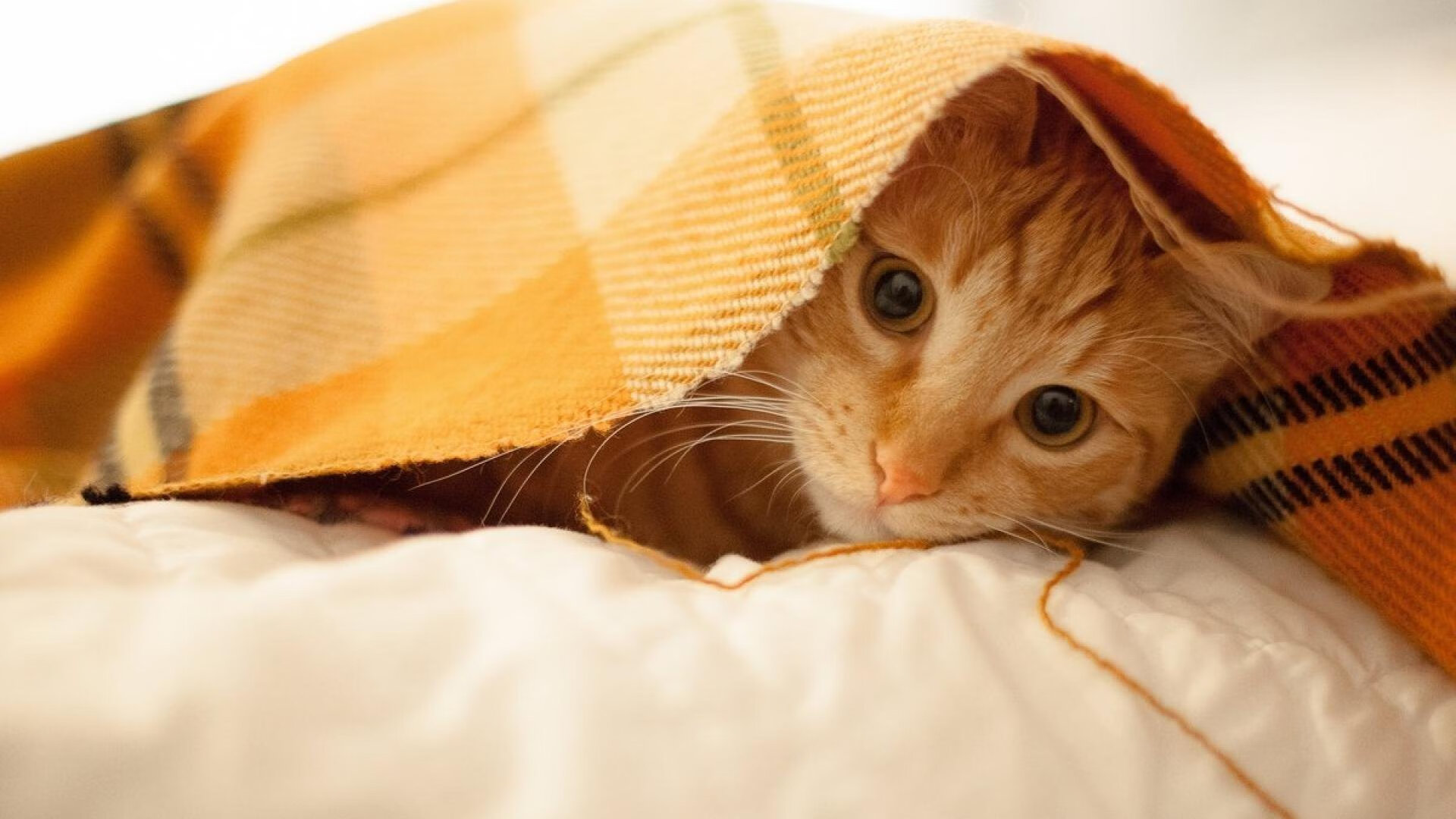 _高空走钢丝:技巧与勇气的完美结合_,高空走钢丝演员的质量为50kg,为安全起见