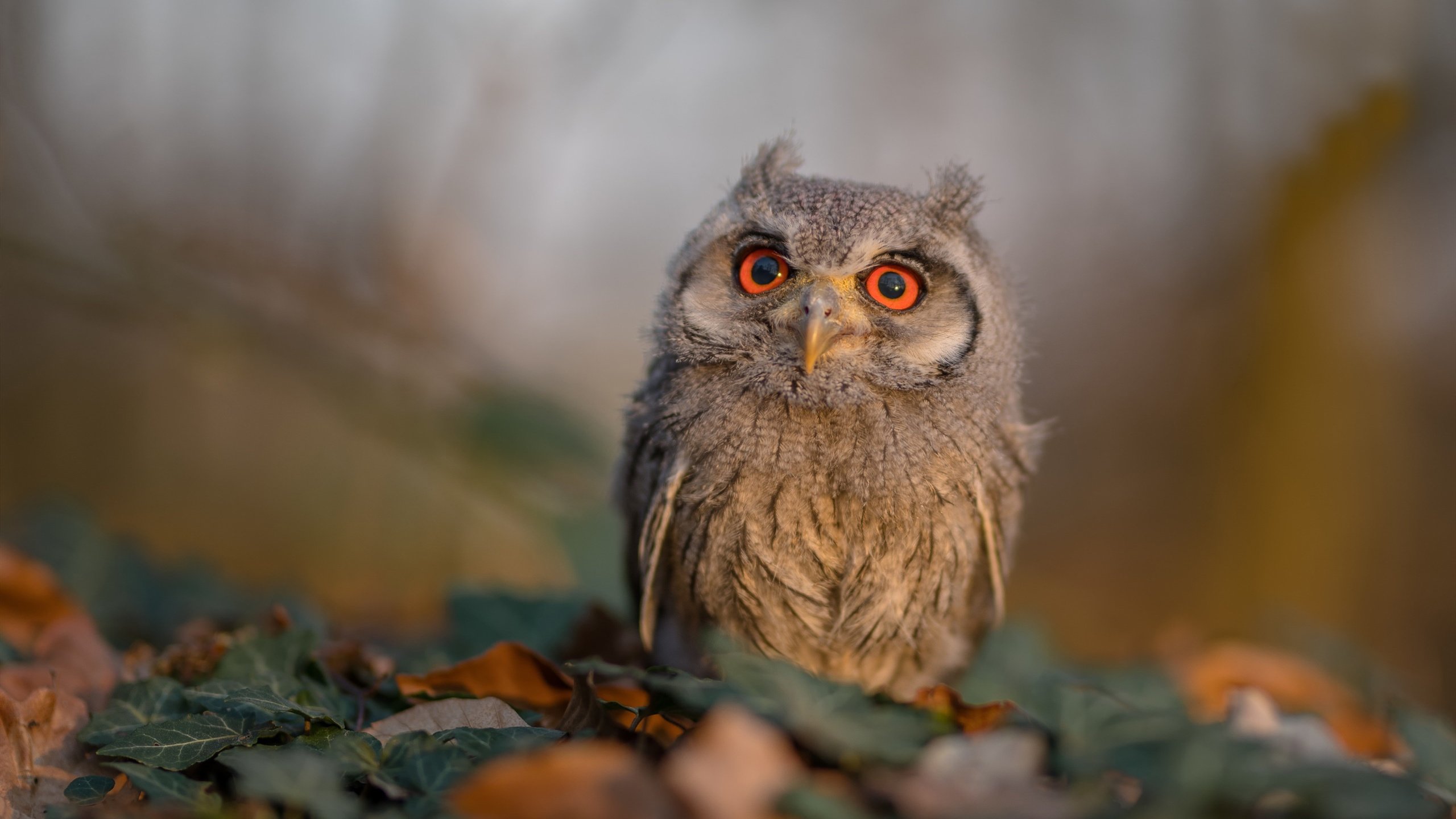 九游APP官网-“虚拟比赛与云端管理：打造未来体育赛事的数字生态圈”，虚拟体育是什么意思