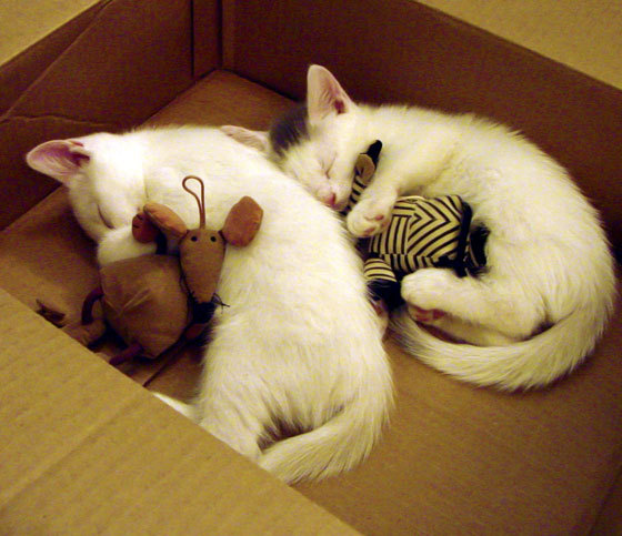 《2025英雄联盟全球总决赛,小组赛火热开启》,英雄联盟2020全球总决赛开幕