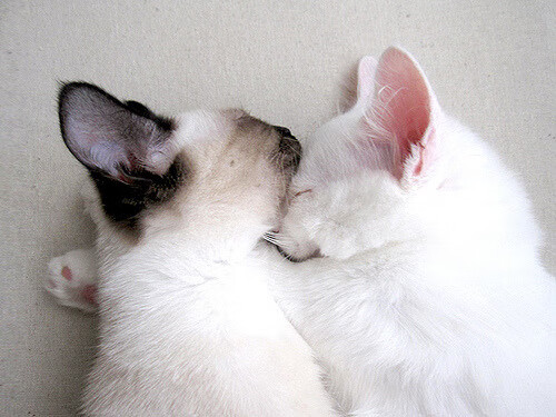 九游下载官网-比赛中的“铁杆”运动员：坚持不懈的精神体验