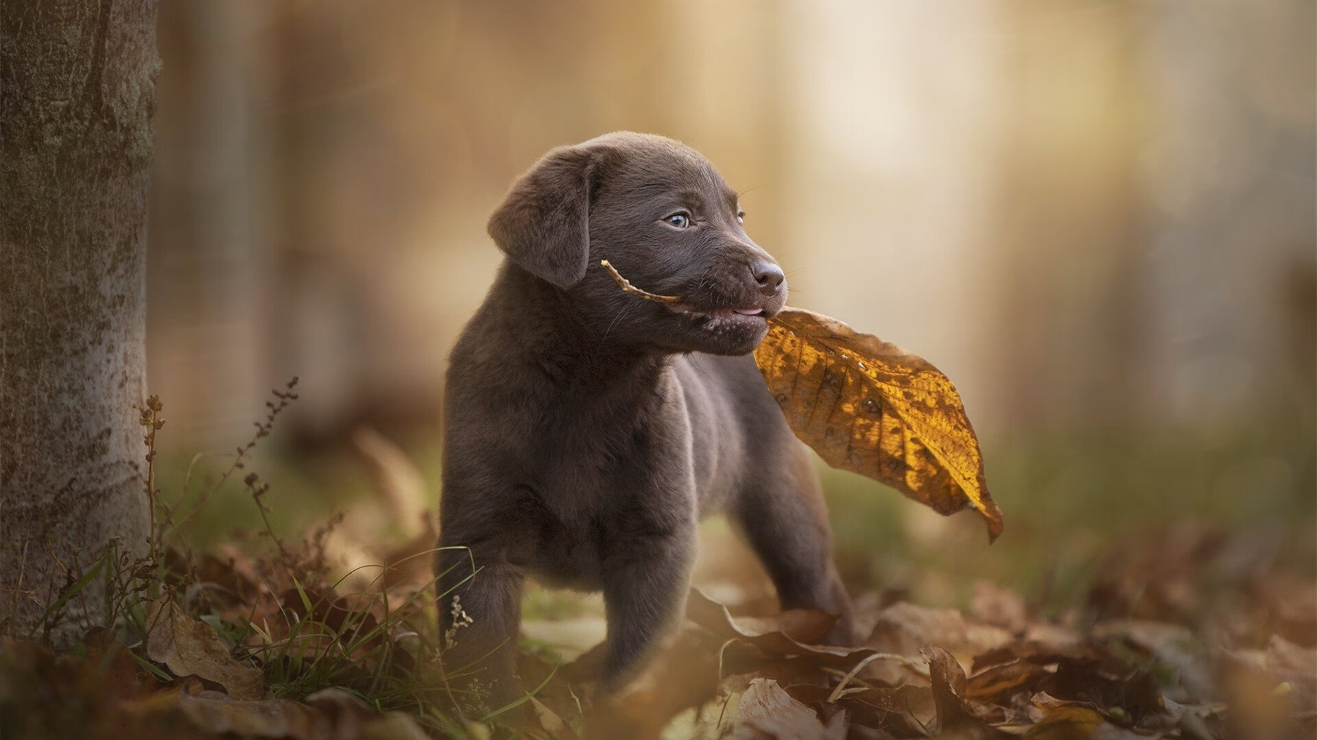 赛季奖项预判:谁将荣获年度最佳?,2021赛季奖励需要几级荣誉