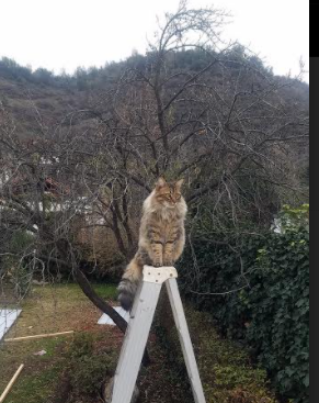 JIUYOU GAMING-南特后防连续失球，主帅或将调整战术，南特球衣