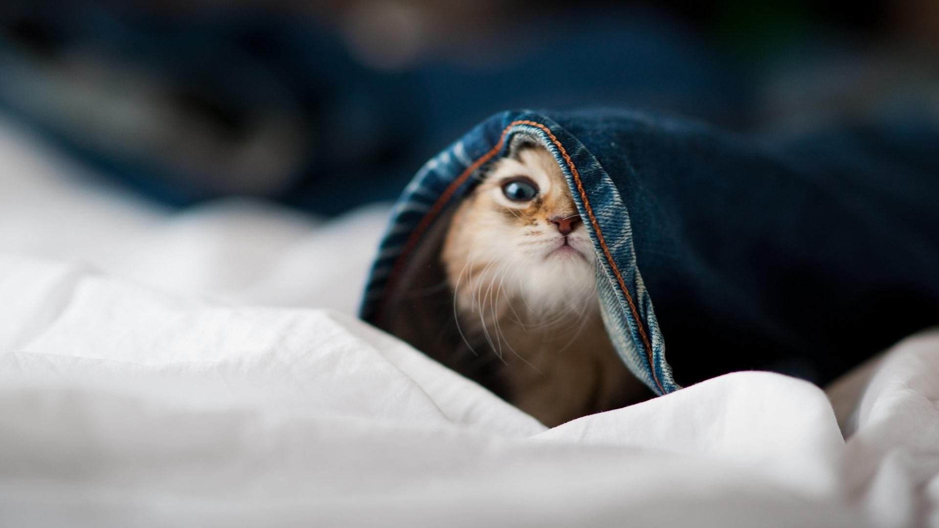 九游app下载中心-汉堡抗衡门兴，力争保级关键一胜，汉堡topping