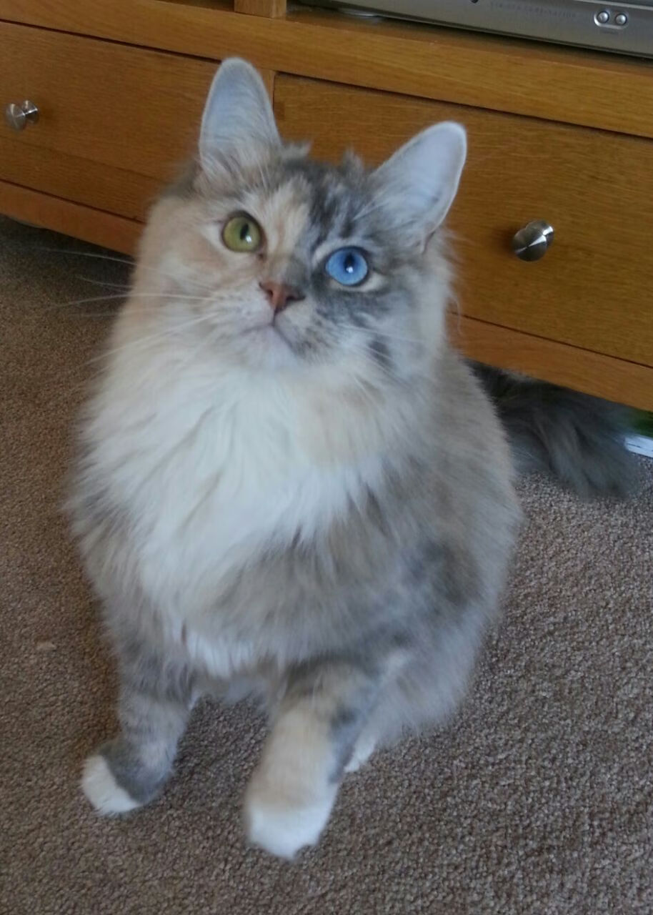 比利时队在欧洲杯期间的防守端漏洞百出,比利时队欧洲杯阵容