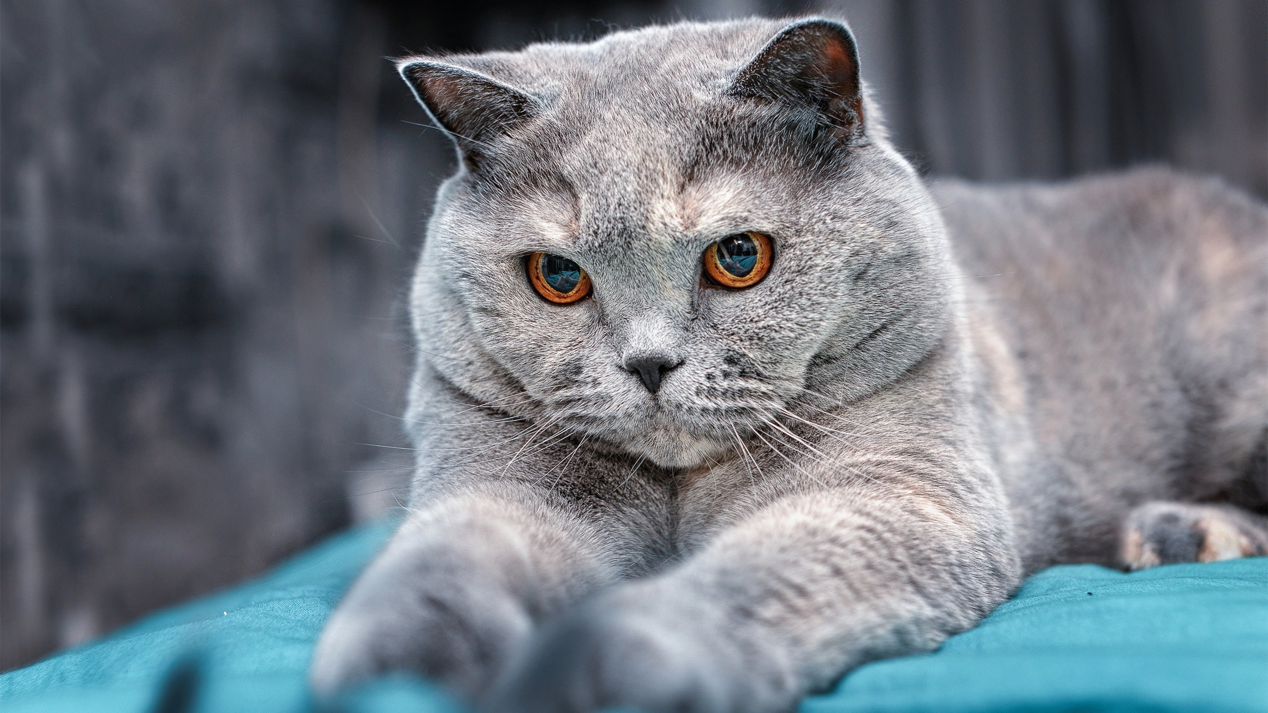 蒿俊闵宣布退役,结束职业生涯,蒿俊闵效力于哪个俱乐部