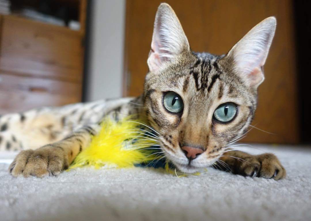 九游娱乐(jiuyou)官网-足球比赛中防守端的战术如何演绎？，足球防守战术五大原则