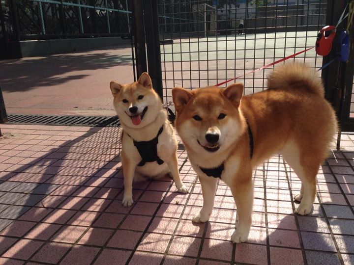 “技术革新首登阵:AI越位与裁判耳机摄像头试用”