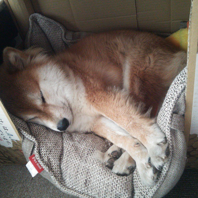 中国男篮再度出征力争亚洲之巅,中国男篮再度出征力争亚洲之巅是哪一年