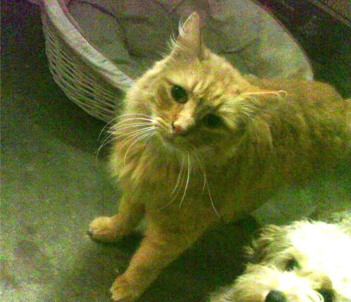 中国男篮持续扩大轮换深度保持体能优势,中国男篮换帅