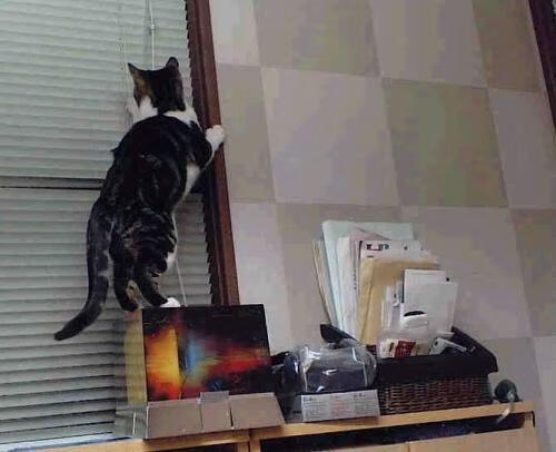 体育新闻中心推动体育短视频内容创新孵化计划,体育短视频成为平台和用户的新宠