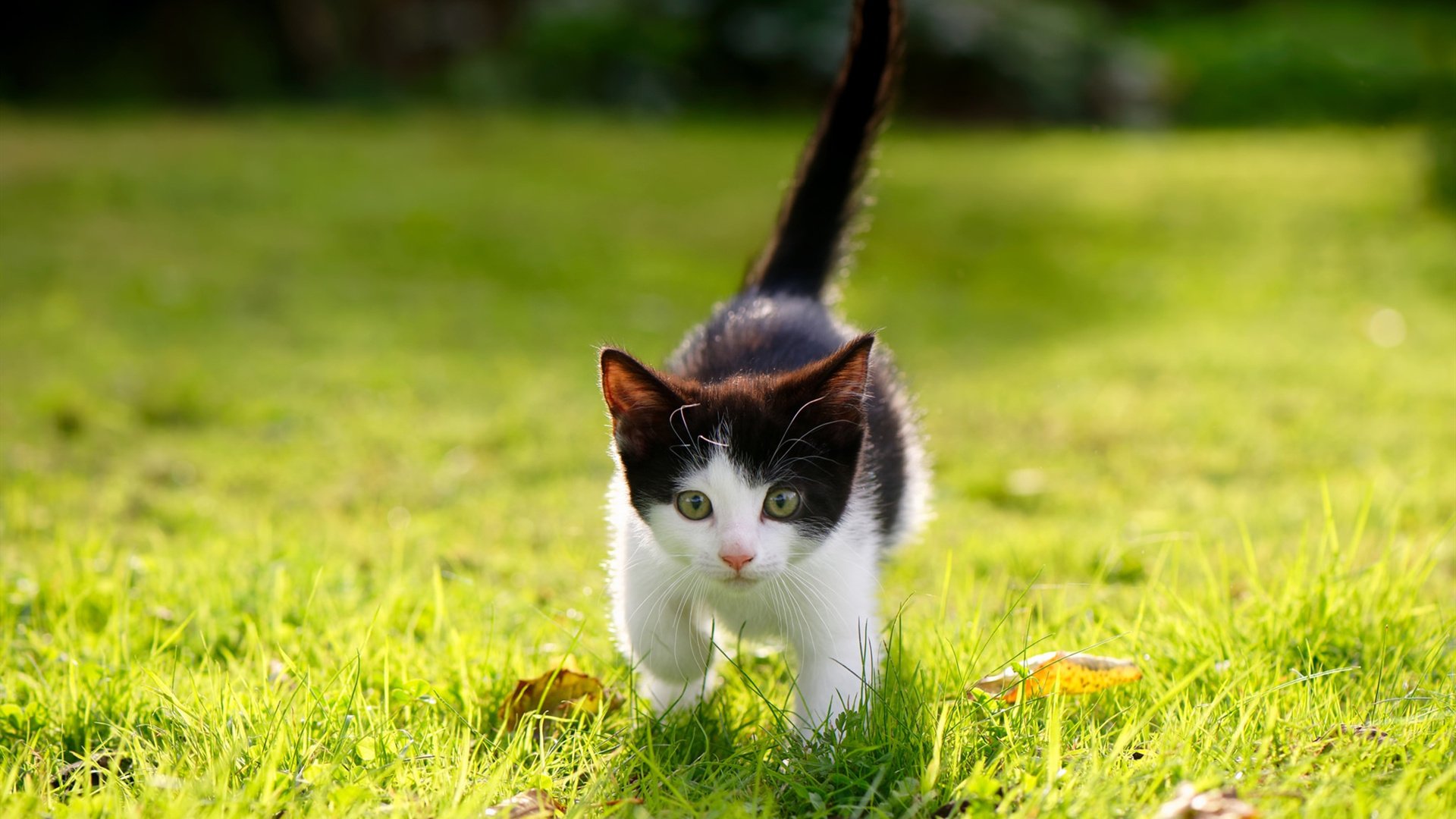 国际球员在联盟的影响力提升,国际球员在联盟的影响力提升有多大