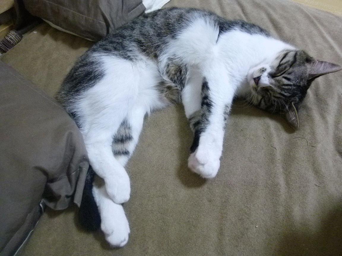 JIUYOU GAMING-自由泳滑行技术优化显著提升速度，自由泳滑手动作