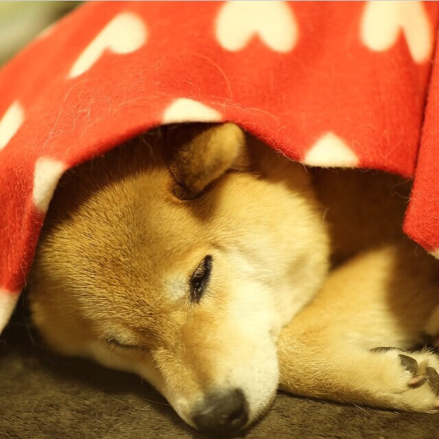 西雅图海湾者队员心理压力需有效调节,西雅图海湾人对利昂