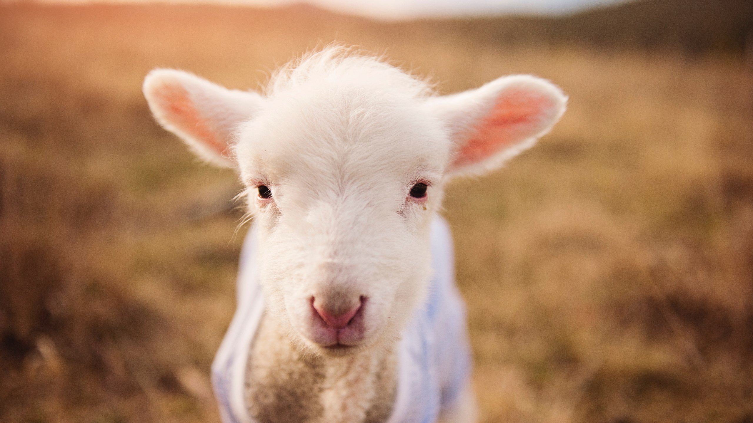 “马科斯·梅特罗的防守反击技术,助力美洲狮队实现跨越式发展”