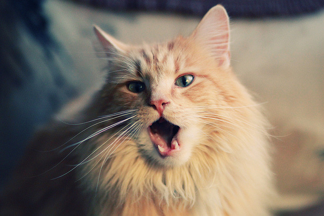 九游jiuyou-曹缘稳扎稳打锁定跳水冠军宝座，第38金!曹缘跳水10米台夺金