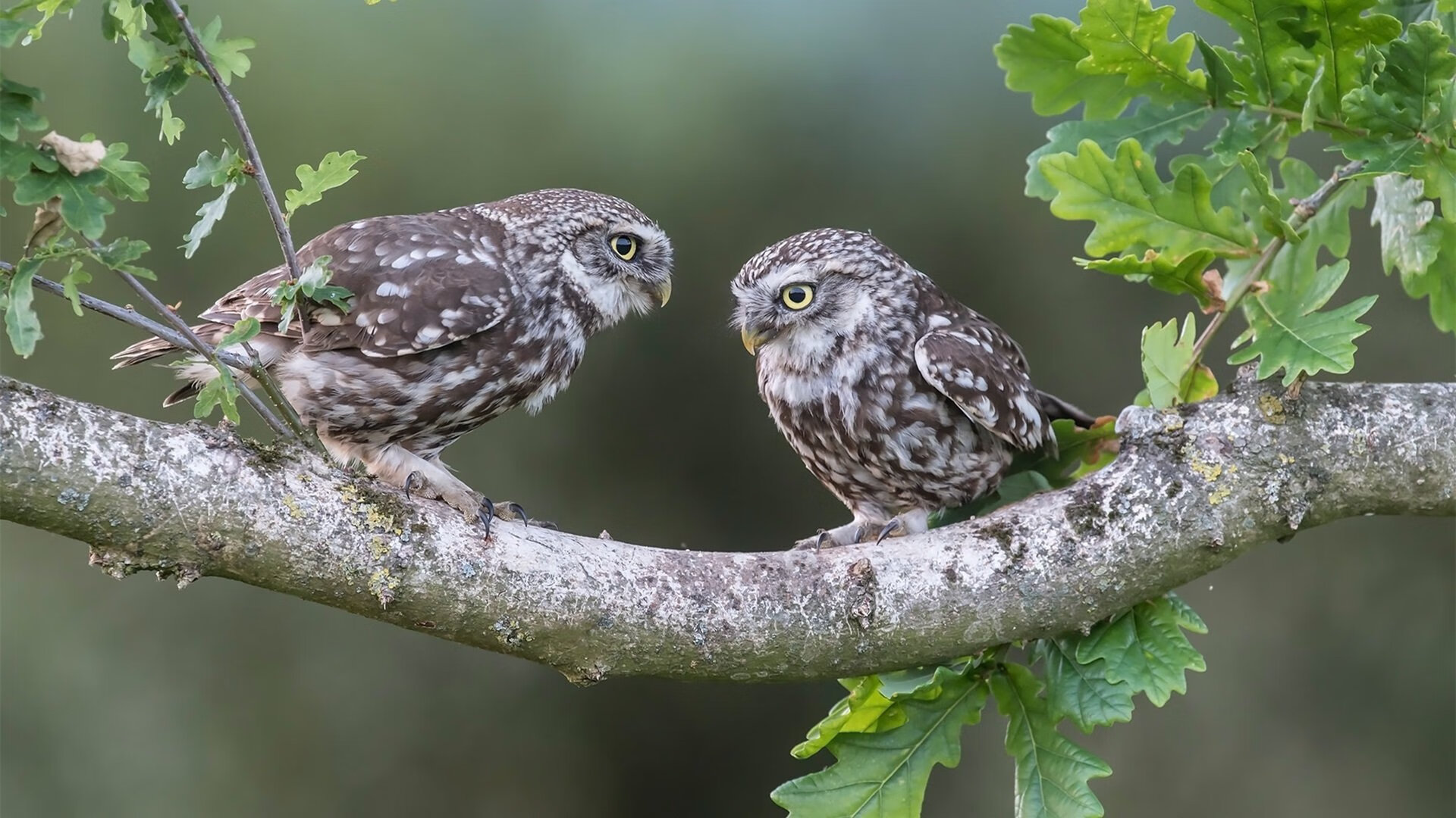 青少年足球比赛逐步实现百场直播,关注度持续增长,青少年足球直播平台